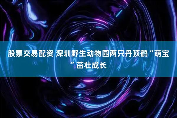 股票交易配资 深圳野生动物园两只丹顶鹤“萌宝”茁壮成长